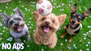 12 часов лучшей успокаивающей музыки для тревожных собак 🐶 Музыка от тревоги для собак дома 🎵
