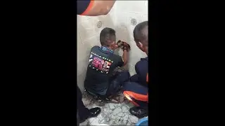 Precious Pooch Freed From Wall || ViralHog