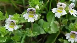 The Health Benefits of Eyebright Herb