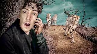 Le gang de guépard qui a terrorisé l’Afrique du Sud ! 