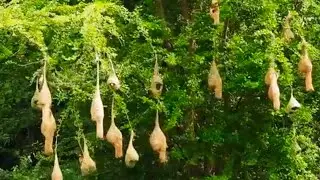 weaver birds nesting wonderful paradise