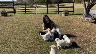 Blondie X Tucker Okefeild Acres Teddybear Standard Goldendoodle Puppies - 5 Wks
