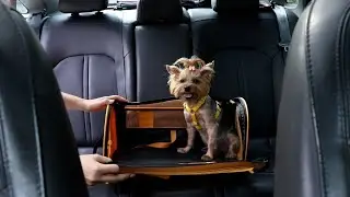 Apexify Pet Carrier &mdash; Lifestyle Product Video by NX Digital Agency