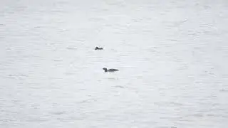 Musk Duck Young Male Display Practice | Sorell, Tasmania | 11 Jun 2024
