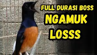 PANCINGAN SUARA MURAI BATU GACOR COCOK BUAT PANCINGAN MURAI BATU AGAR CEPAT BUNYI GACOR ISIAN
