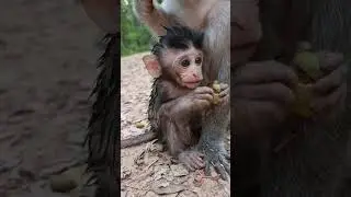 Tiny cute baby monkey so lovely with mom care #shorts
