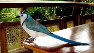 Urraca Copetona (Magpie Jay)