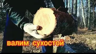 Валим сухостой  для бани