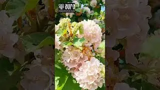 ice cream flower #auraconservationpark #farming #garden #plants #gardening #agriculture