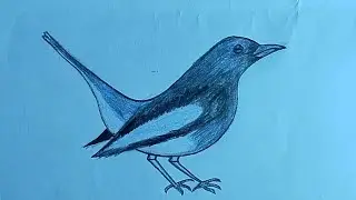 How to draw Magpie Step by Step (very easy) Only for kids 💚💚