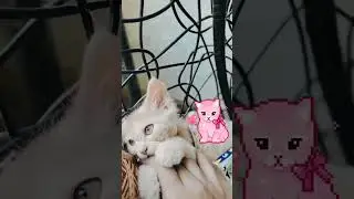 #catlover #cats #catoftheday #dreamcat #ilovecats #catvideo #cat_delight #cat_features #instacat