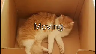Moving with Pets - a How To Guide for a Less Stressful Move