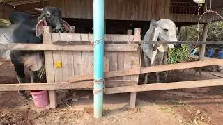 Farming Villages | Best Bull Asia And Relaxing Sound in My Country | Bull Eating Grass 
