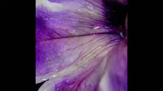 Cynthia Spiering - Endless Dreams (COURTOISY)
