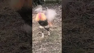 Kohout, kter&yacute; si d&aacute;v&aacute; pauzu