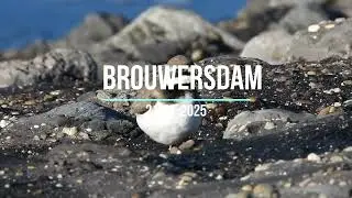 Shorebirds at Brouwersdam, Netheelands | Kustvogels bij de Brouwersdam #birds #nature #wildlife