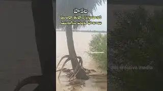 Montha toofan Effect in Pakala #cyclone #pakala #floods #agriculture