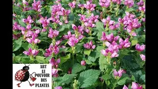 Jardinage : Taille et entretien du Chelone obliqua 🌸 Une plante vivace &eacute;l&eacute;gante et robuste !