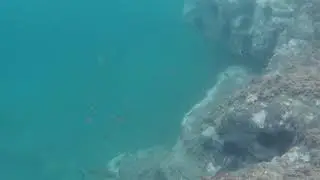 Snorkel Sa Riera (25-07-2020)