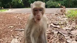 Feeding abandoned monkey Elpida living in Mohanokor troop - Monkey Wildlife 522
