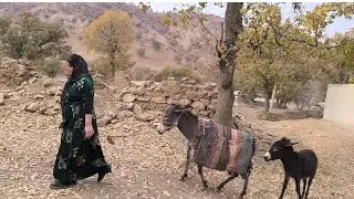 День с кочевниками: сбор дров, горный чай и катание на осле