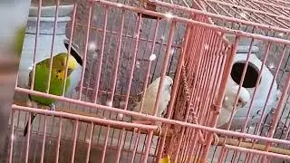 Begies beautiful birds 🤩, birds sounds , #birds #birdsounds 