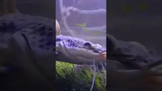 Red tail catfish story #rap #song #tamil #funny #vlog #fishworld