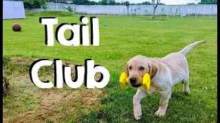 Introduction to Tail Club (Dog cafe & park)