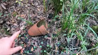 Turpentine History in Goethe State Forest (Part One)