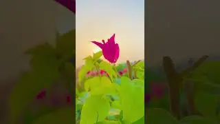 Beauty Of Dubai |Natural Beauty Of UAE 🇦🇪 |#beauty #sunset #nature #sunset #flowers #weather#viral
