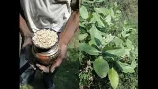 Medicinal Rice P5N Formulations for Millingtonia Excess: Pankaj Oudhia's Medicinal Plant Database