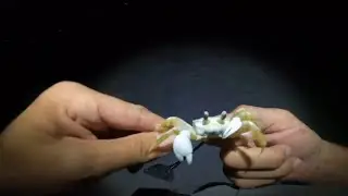 Night Metal Detecting