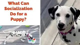 New Book on Puppy Socialization