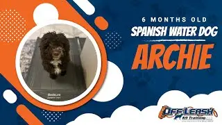 Spanish Water Dog, 6 months, Archie | Best Dog Training Central Missouri | Off Leash K9