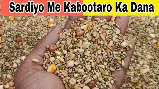 Sardiyo Me Kabootaro Ka Dana @AkashDhoundiyal-u1b 