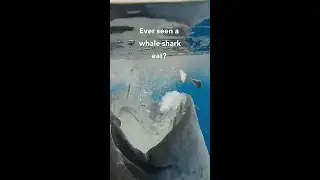 Explained: How do whale sharks eat? 🦈