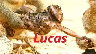 So Pity Newborn baby Monkey Lucas Hurt Extremely | Bertha Mom Monkey Drag Hard | Baby Monkey Videos