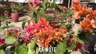 LeTv Le 1S Camera Review Compared with Lenovo K4 Note 4K