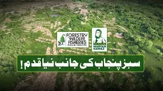 Jhelum Forest Transformation | 50 Acres Restored Through Dry Afforestation in Punjab | FW&F,  Punjab
