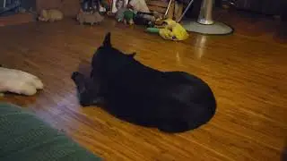 Screaming chicken makes my dog howl.