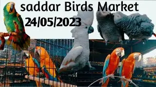 Exotic Birds And Parrots Saddar Birds Market Update 24/05/2023