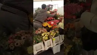 Flowers shopping 🌹@Open flea market Rotterdam Holland 🇳🇱