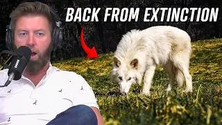 Dire Wolf Brought Back 10,000 Years After Extinction