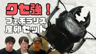 フェモラリスツヤクワガタ飼育方法！産卵セットの作り方について｜【クワカブ広場】名人Shihoのクワカブ飼育相談室！会員は無料で配信中！〈10月19号〉#カブトムシ #クワガタ #昆虫 #幼虫