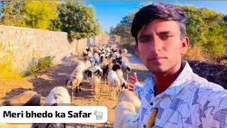 🫢इतनी भेड़ों अकेले कैसे संभालते हुए देखो पूरा सीन 🐑