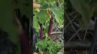 60 Second Garden Tour in Zone 10b Southern California #gardentour #zone10b #smallspacegardening