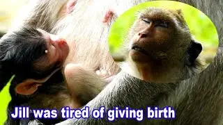 Lovely Jill Monkey, Jill was tired of giving birth baby, Best Mom