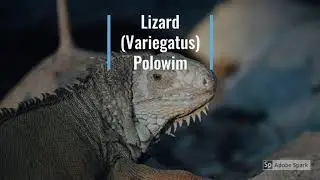 Yaqui Yoeme Language: Yaqui Reptiles and Yaqui Animals part 2 and Pronounciations
