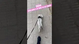 Paseando a mi Bich&oacute;n Maltes | Chloe 🐶🐾 #perros #perro #dog #dogs #perritos #baby #babydog #chloe