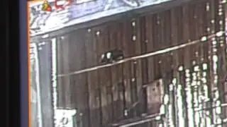SWFL Eagles_E8 At CROW~Visit #2~Breakfish & Perch Flying 07-11-16